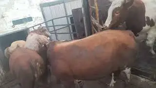 Сдаём бычков на бойню