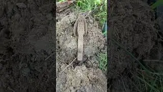 Нашёл немецкую ложку вилку в окопе #коп #metaldetecting #ложка вилка немецкая