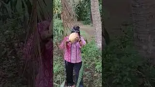 kok bisa berubah.#magic# sulap# kebun# kelapa#ajaib