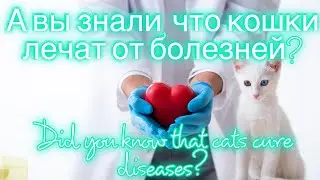 А вы знали, что кошки лечат 🧐Did you know that cats heal 🧐