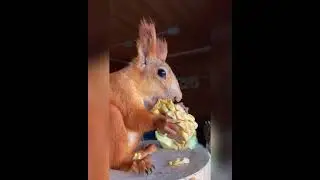 Праздник мохнатого живота