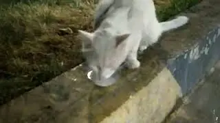 покормил котиков