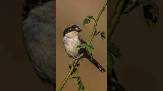 #birds #wildlife #تصوير #birdphotography #photography #nature #الطيور #طائر_الحسون