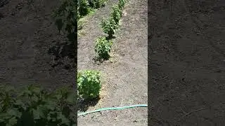 Мульчирую смородину.