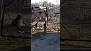 СНЯЛ ЧУПАКАБРУ НА ГАРАЖАХ! БЕРЕГИТЕСЬ ОНИ ВЕЗДЕ