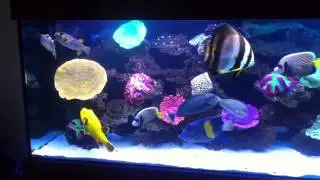 My Aquarium 06/2013