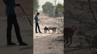 Mere Puppy Rolex ki GirlFriend Female dog #countrytellers
