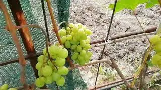 Лора.  5 сентября 2020г
