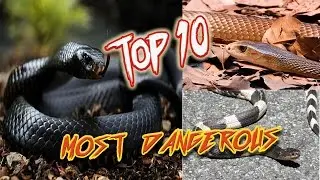 Top 10 Most Venomous Snakes - World's Deadliest Snakes