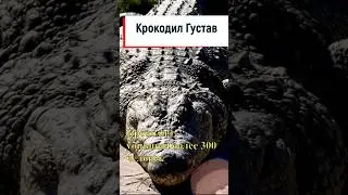 Крокодил Густав - убил более 300 человек. 