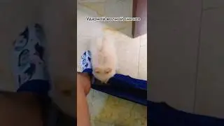 Ударной волной снесло #собачка #приколы #смешно #пук #животные #ржака #dog #funnyvideo #animals