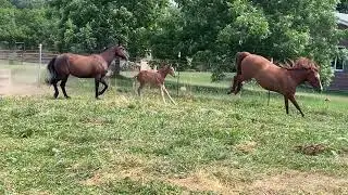 Running Horses 2