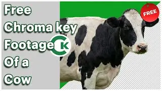 Cow Green Screen Footage – Free Chroma Key
