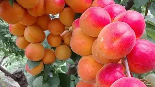 Новинка! Абрикос Арісто! Apricot Aristо. Ну дуже красивий сорт.