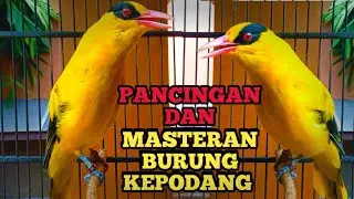 KEPODANG EMAS GACOR, Suara Burung Podang kuning gacor, Buat Masteran & Pancingan Kepodang agar Bunyi