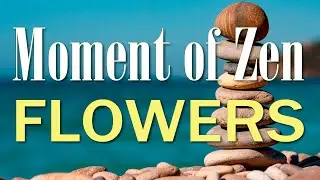 Moment of Zen: Flowers