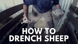 Day 79 - How To Drench Sheep