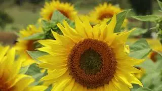 Gundalpet flowering Season. മറ്റൊരു  ഗുണ്ടെൽപ്പെട്ട് സൂര്യകാന്തി വസന്തം.August28.2023