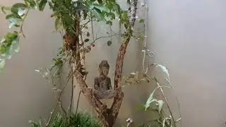 Refreshed Tổ Cú 2020