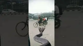 Dekhiae is saamp ko khuleaam ghoom raha hai #nag #shorts #video🐍🐍🙏🙏