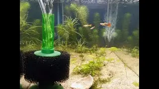 Breeding Guppies - A Detailed Guide