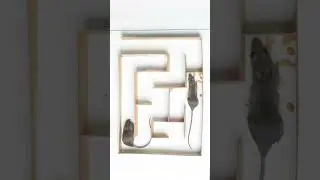 Maze Puzzle Game Mouse Trap 
