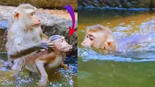 Oh, So lovely, monkey Leo came to swim with monkey Joyce and other monkeys so happily