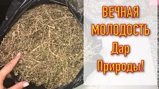Знакомая Травница рассказала, Эффект космический Дает СИЛУ и ЗДОРОВЬЕ!