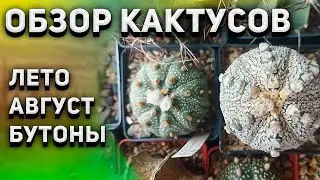 Кактусы и суккуленты. Уход за кактусом летом. Обзор кактусов.
