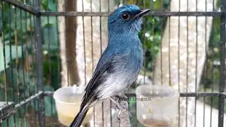 Sitrun Biru Gacor Nyuling Syahdu
