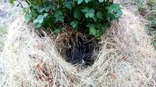 Картофелю в горке засуха не страшна