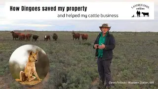 How Dingoes saved my property and helped my cattle business - David Pollock, Landholders for Dingoes