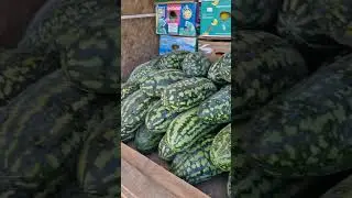 Пляниця сорт кавуна.... а так то Фаворит