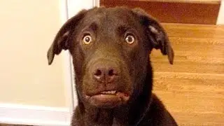 Funny Labradors Compilation NEW
