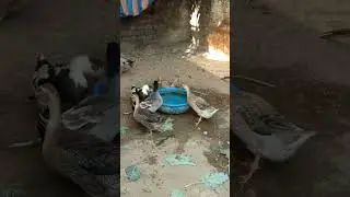 Male duck trying to impress female duck