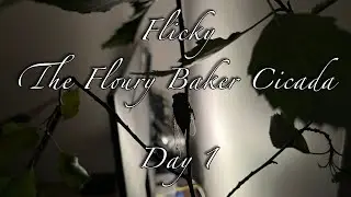 Flicky - The Floury Baker Cicada - Day 1 (2023-02-27)