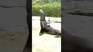 Marine Mammal Program Demo