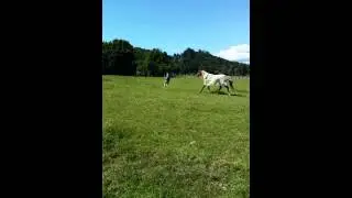 Boney chasing the cookies