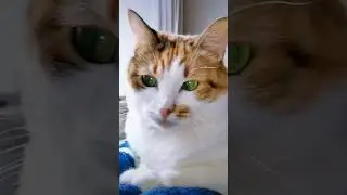 СМЕШНЫЕ КОШКИ / ПРИКОЛЫ С КОШКАМИ