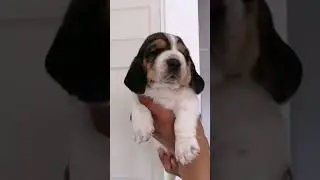 Bebé Basset Hound disponible líneas completamente Europeas