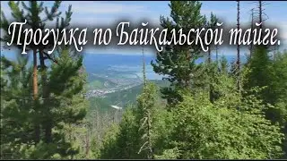 Прогулка по прибайкальской тайге.