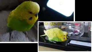 This AMAZING Bird Likes to Listen to Himself Talk | PEDRO the Budgie