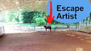 Caught on video! Bug's escape!