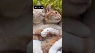 Кисы