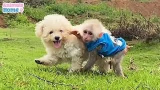BiBi monkey happily playing with poodle in the meadow