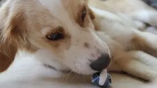 Dog reacts to LPS... kinda