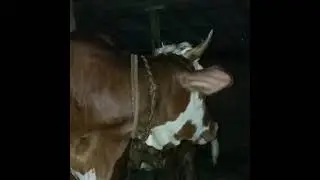 pedet baru lahir