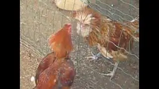 #myyearonyoutube animals | fiera uccelli  gallina padovana e combattente