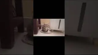 He is a manasthan 😂 | #funnyvideos #vadivelu #gowndamani #funnyanimals #funnydogs #funnycats #funny