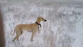 Кансонардан узінді.